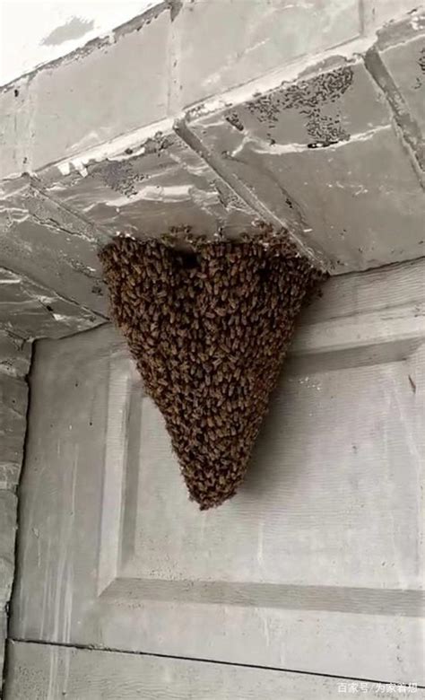 穿金戴銀意思 蜜蜂在家筑巢风水